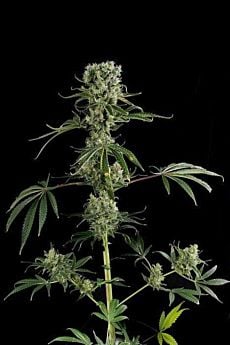 dinafem moby dick #2