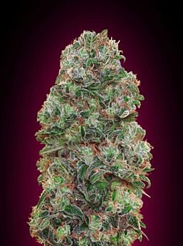 00 Seeds Bubble Gum Feminized Plant