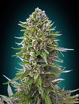 00 Auto Feminized Collection #2