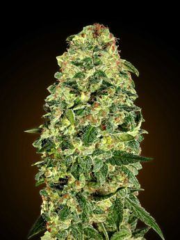00 Seeds California Kush Auto