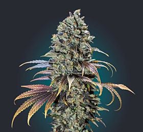 00 Seeds Chocolate Cream