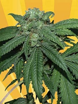 FREEDOM OF SEEDS HASH LOVER