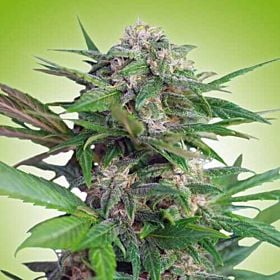 Freedom Seeds Big Easy Auto