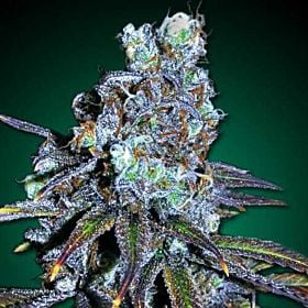 Freedom Seeds FreeBD