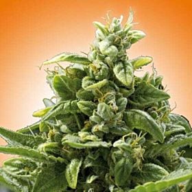 Freedom Seeds Freedom Cheese