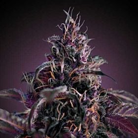 Freedom Seeds Midnight Express