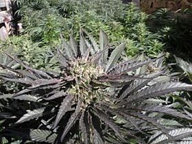 French Touch Seeds Frencheese