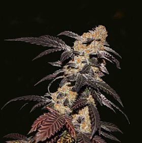 th seeds french cookies