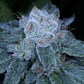 Archive Seed HashBar OG Regular 