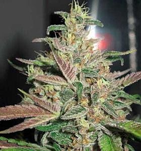apothecary genetics frosty berry