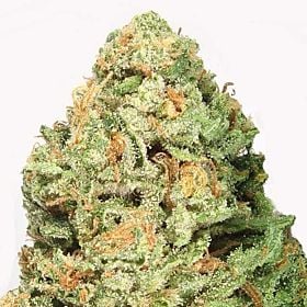 heavyweight seeds fruit punch