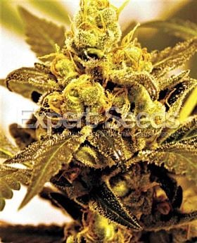 Expert Seeds Fruit Salad Fem