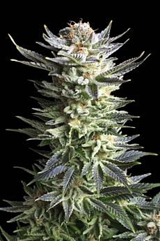 Royal Queen Seeds Fruit Spirit Feminised