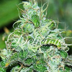 Delicious Seeds - Fruity Chronic Juice Feminized Seeds