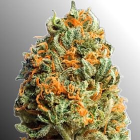 Heavyweight Fully Loaded Fem