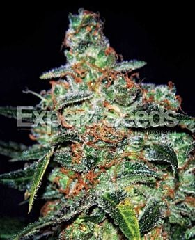 Expert Seeds Funky Skunk Auto Fem