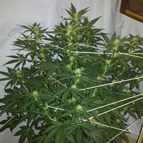 G13 Labs Killer Bud Feminized