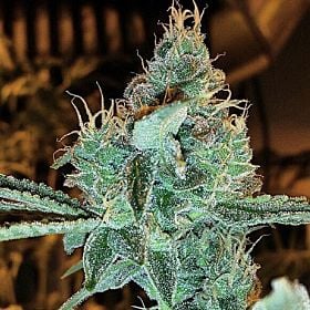 Gage Green Seeds Aloha Grape Stomper Regular