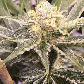 Gage Green Seeds Baby Breath Regular