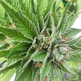 Gage Green Seeds Blue Dynamic Regular