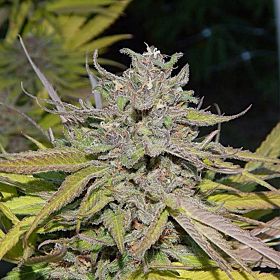 Gage Green Seeds California Dreaming Regular