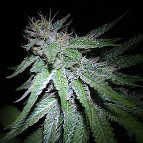 Gage Green Seeds Caregive Regular