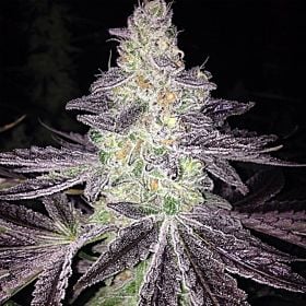 Gage Green Seeds Mendo Breath F2 Regular