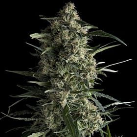 Pyramid Seeds Galaxy CBD Fem