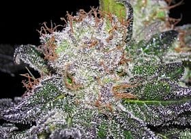 soma amethyst bud