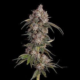 Game Over Feminized - Happy Valley Genetics