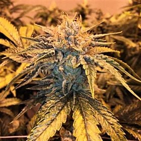 Garden Ablaze Seeds Twizzler Reg