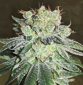 Gage Green Group Grateful Grape