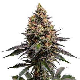 Ghost Train Haze Feminized - Sauce