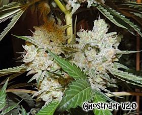 karma genetics ghostrider v2.0