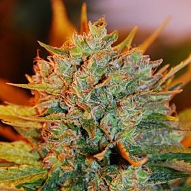 g13 gigabud