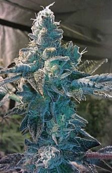 BC Bud Depot Girl Scout Cookies Regular 