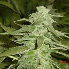 jordan of the islands gods ak 47