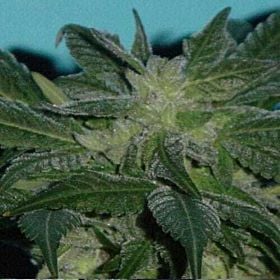 jordan of the islands gods lemon skunk