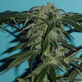 jordan of the islands gods og kush