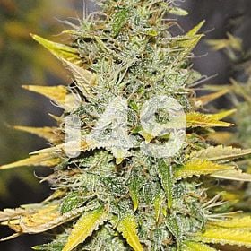 Gold Leaf Autoflower Cannabis Seeds 