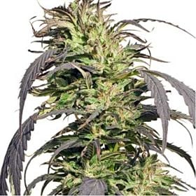 Gold Rush Outdoor