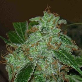 Archive Seeds Mr. Dank’s Golden Ticket Regular