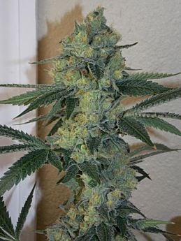 Bodhi Seeds Golden Triangle Regular 