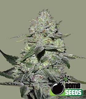 Bomb Seeds Gorilla Bomb