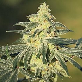 feminised seeds gorilla glue 
