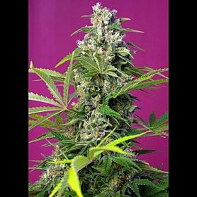 Sweet Seeds Gorilla Girl Fem