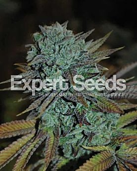 Expert Seeds Gorilla Glue #4 Fem