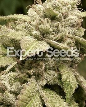 Expert Seeds Gorilla Glue #4 x White Widow Fem