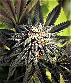 Norstar Genetics Grand Poohbah Reg