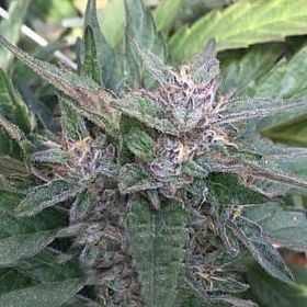 Purple Caper Seeds Grandaddy OG Reg